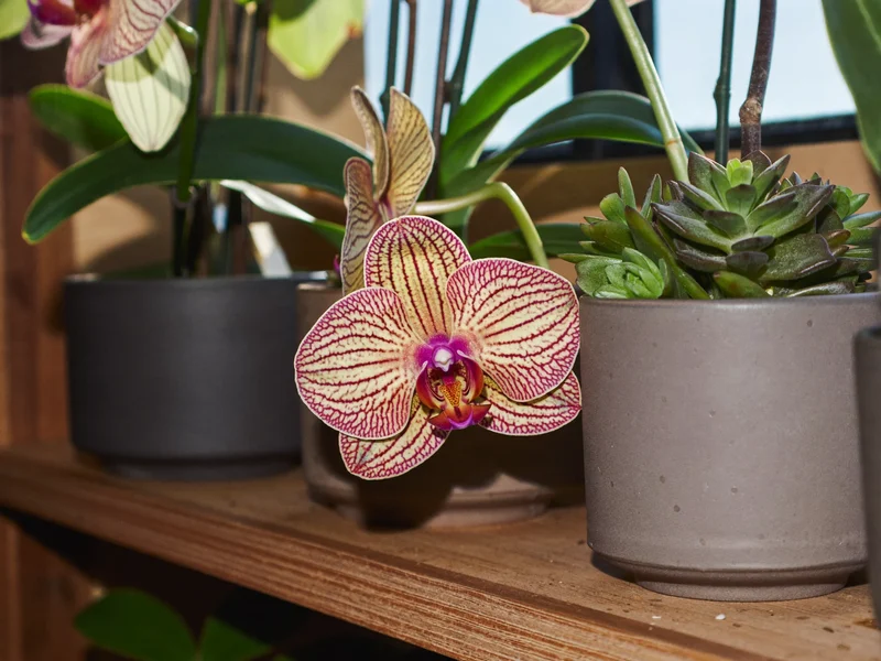 Orchidee e piccole piante grasse in vasi di ceramica su una mensola di legno